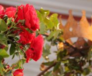 Rosenschau  Hommage an eine Königin