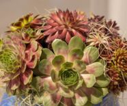 Blumenschau Von der Muse gekuesst