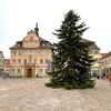 Zu sehen ist der Weihnachtsbaum auf dem Gmünder Marktplatz