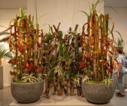 Blumengesteck der 6. Blumenschau mit dem Thema Pure Lebensfreude