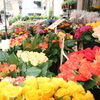 Ein Bild vom Wochenmarkt auf dem Münsterplatz: frische Schnittblumen