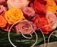 Rosenschau  Hommage an eine Königin