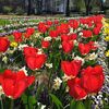 Die Tulpen sehen zur Abholung bereit