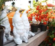 Garten Gold und Gsälz Pflanzen und Gartenzwerge