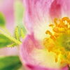 Eine kleine Rosenblüte in der Farbe rosa.