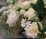 Rosenschau  Hommage an eine Königin