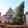 Zu sehen ist der Aufbau des Weihnachtsbaumes durch das Baubetriebsamtsteam
