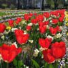 Zu sehen ist ein Tulpenbeet im Stadtgarten