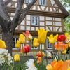 Zu sehen sind Tulpen vor der Spitalmühle