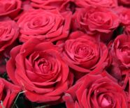 Rosenschau  Hommage an eine Königin