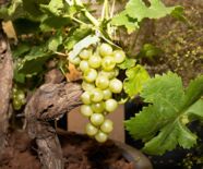 5. Blumenschau - AB NACH DRAUSSEN!