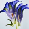 Eine blaue Blume.