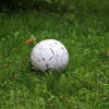 Fußball Rasen